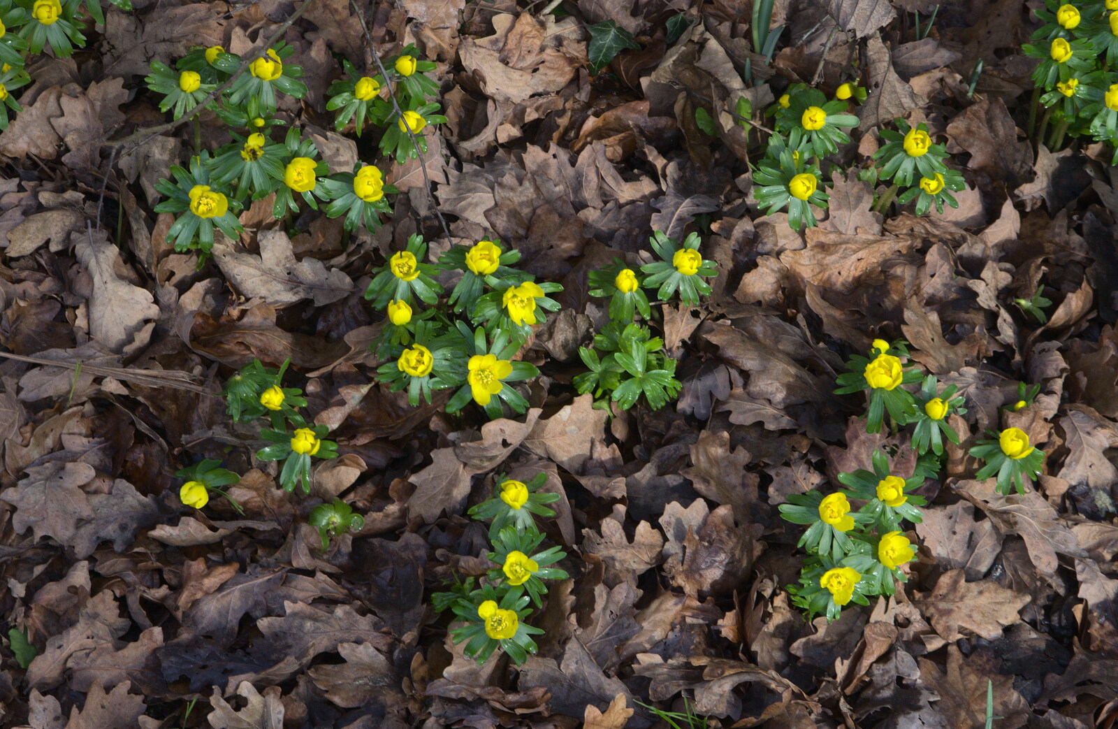 Yellow flowers poke up through a carpet of leaves from A Winter's Walk, Thrandeston, Suffolk - 5th February 2017