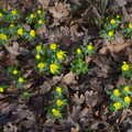 Yellow flowers poke up through a carpet of leaves, A Winter's Walk, Thrandeston, Suffolk - 5th February 2017