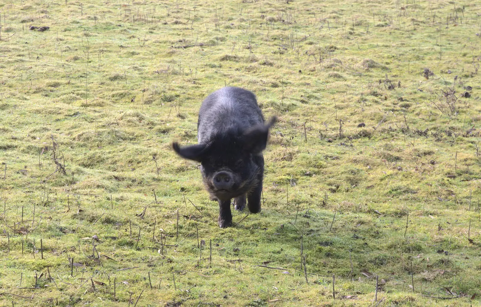 A hairy pig trots over to give us a sniff, from A Winter's Walk, Thrandeston, Suffolk - 5th February 2017