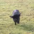 A hairy pig trots over to give us a sniff, A Winter's Walk, Thrandeston, Suffolk - 5th February 2017