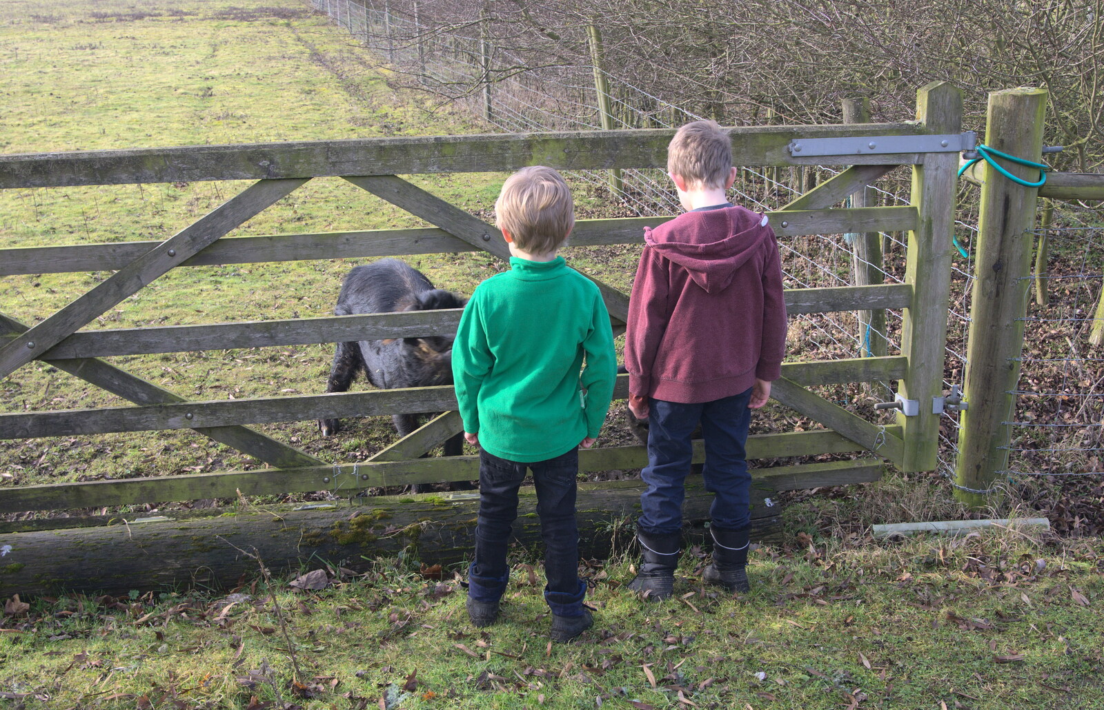 The boys say 'hi' to the hairy pigs from A Winter's Walk, Thrandeston, Suffolk - 5th February 2017