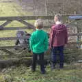 The boys say 'hi' to the hairy pigs, A Winter's Walk, Thrandeston, Suffolk - 5th February 2017