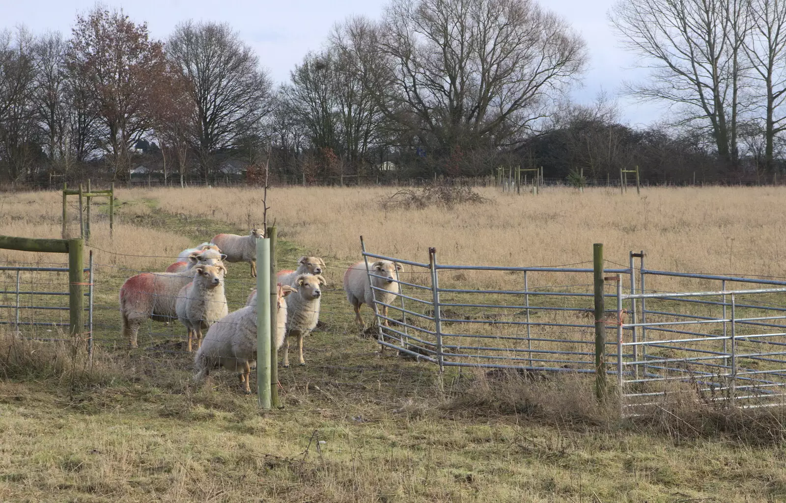 Sheep gives us the hairy eyeball, from A Winter's Walk, Thrandeston, Suffolk - 5th February 2017