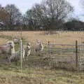 Sheep gives us the hairy eyeball, A Winter's Walk, Thrandeston, Suffolk - 5th February 2017