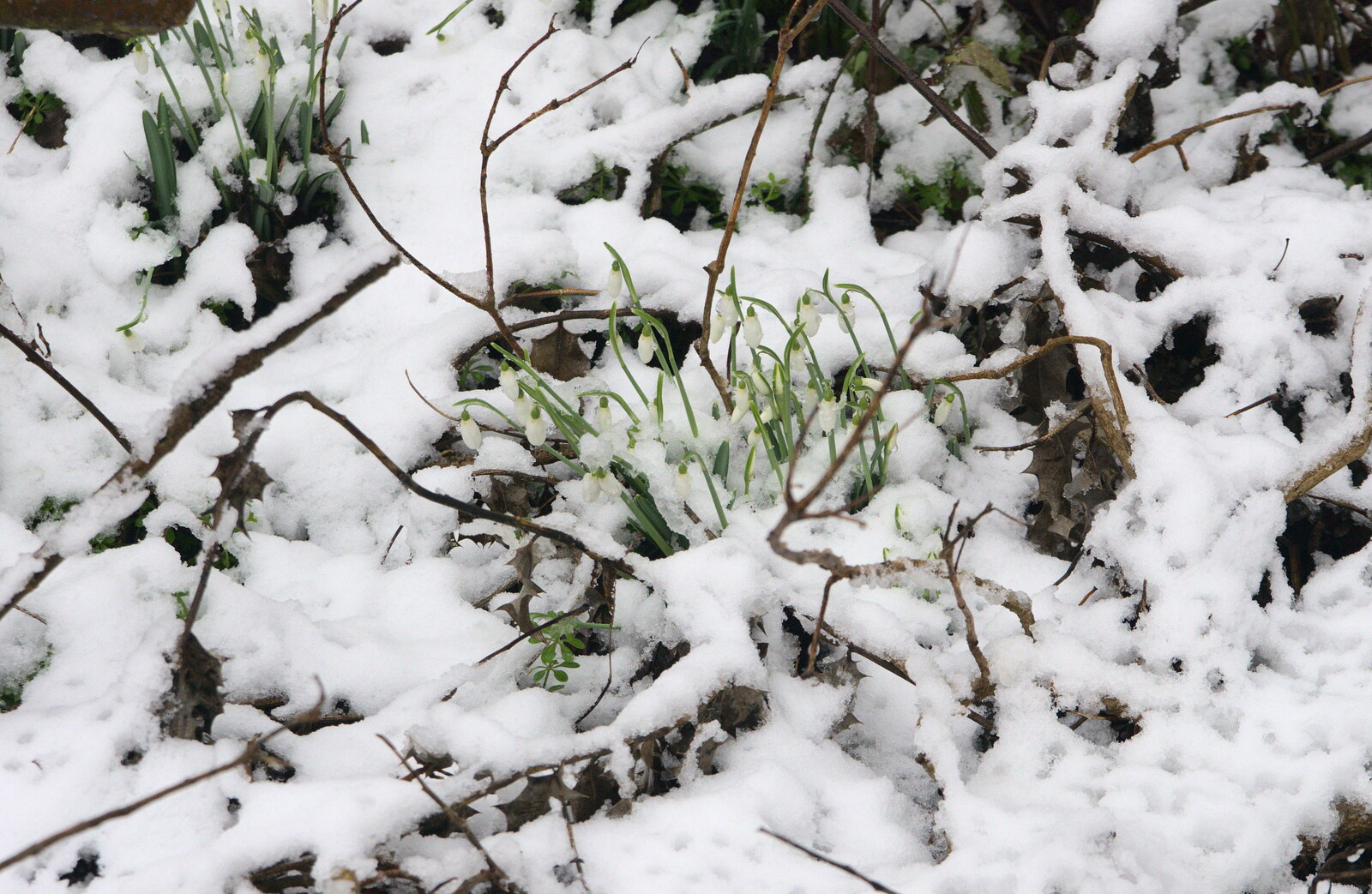Some snowdrops are poking out from A Snowy Day, Brome, Suffolk - 12th February 2017