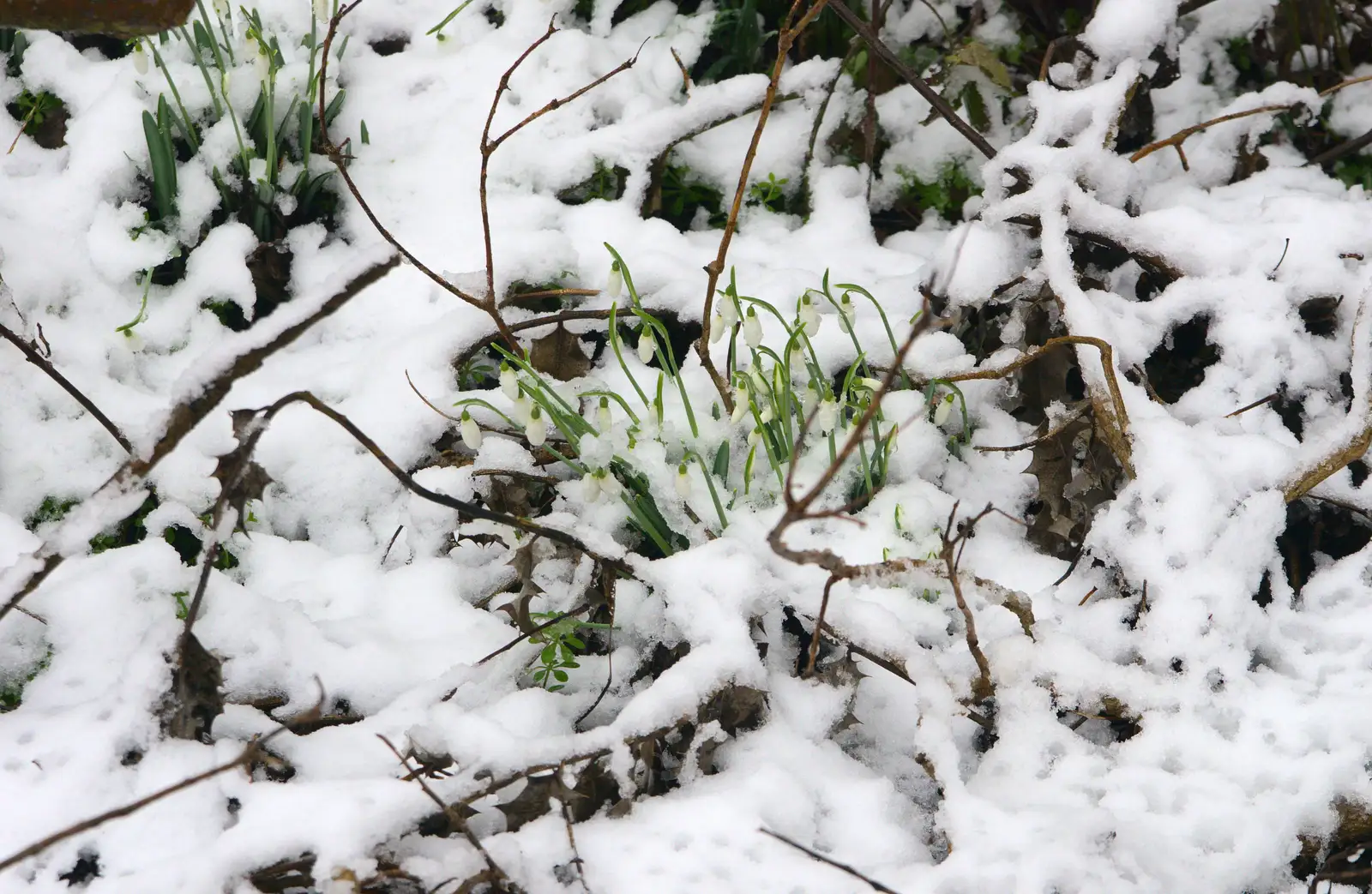 Some snowdrops are poking out, from A Snowy Day, Brome, Suffolk - 12th February 2017