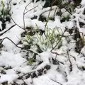 Some snowdrops are poking out, A Snowy Day, Brome, Suffolk - 12th February 2017