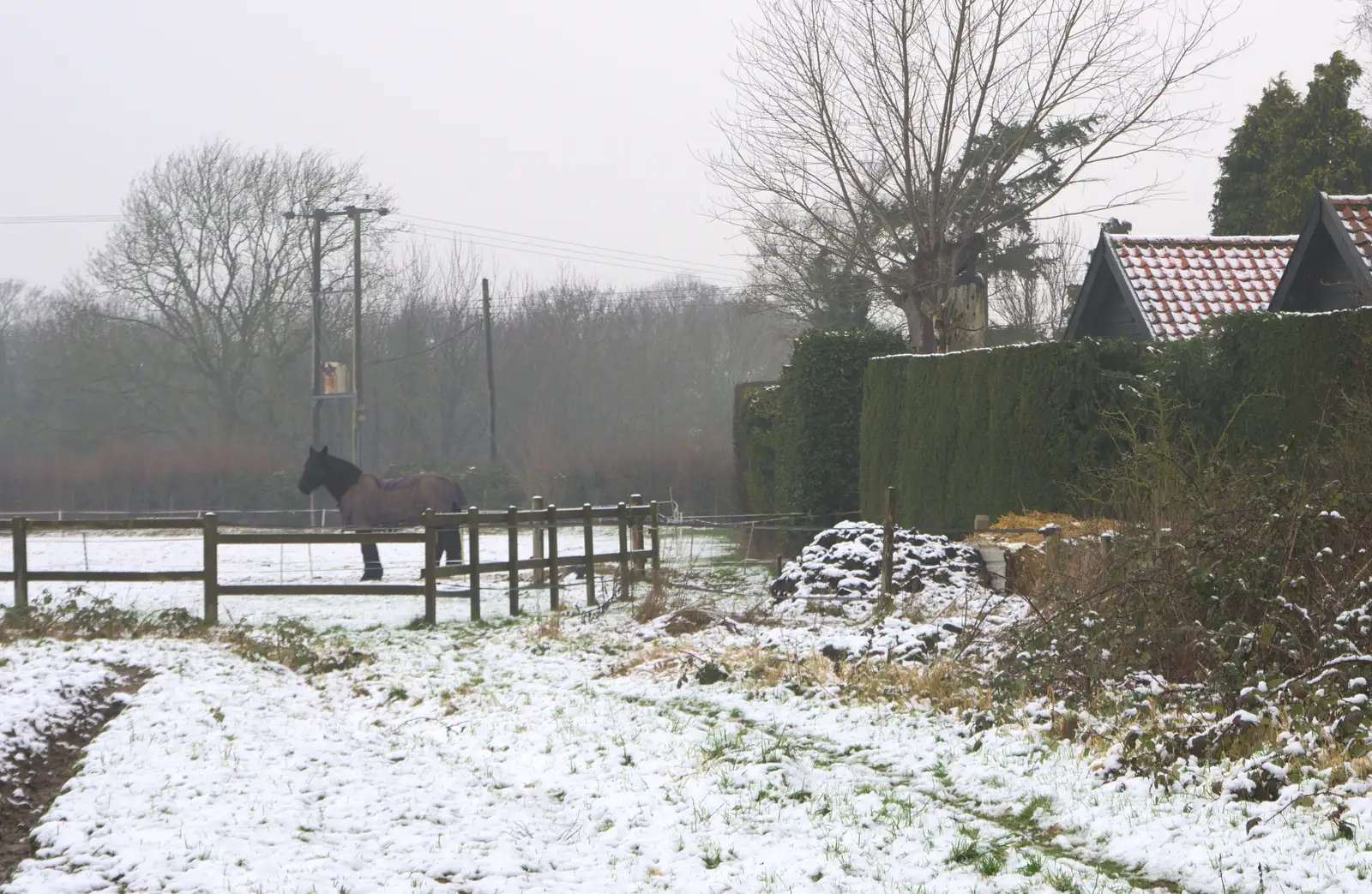 Chinner stands alone in his field, from A Snowy Day, Brome, Suffolk - 12th February 2017