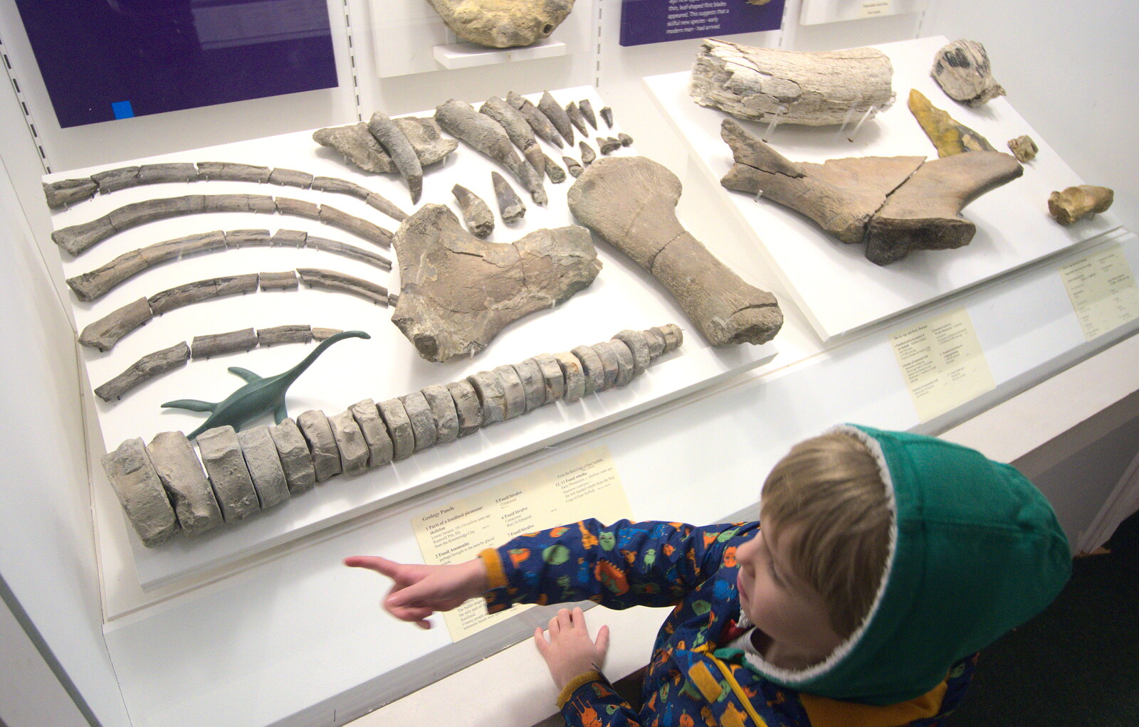 Harry points at real dinosaur bones from An Anglo-Saxon Village, West Stow, Suffolk - 19th February 2017