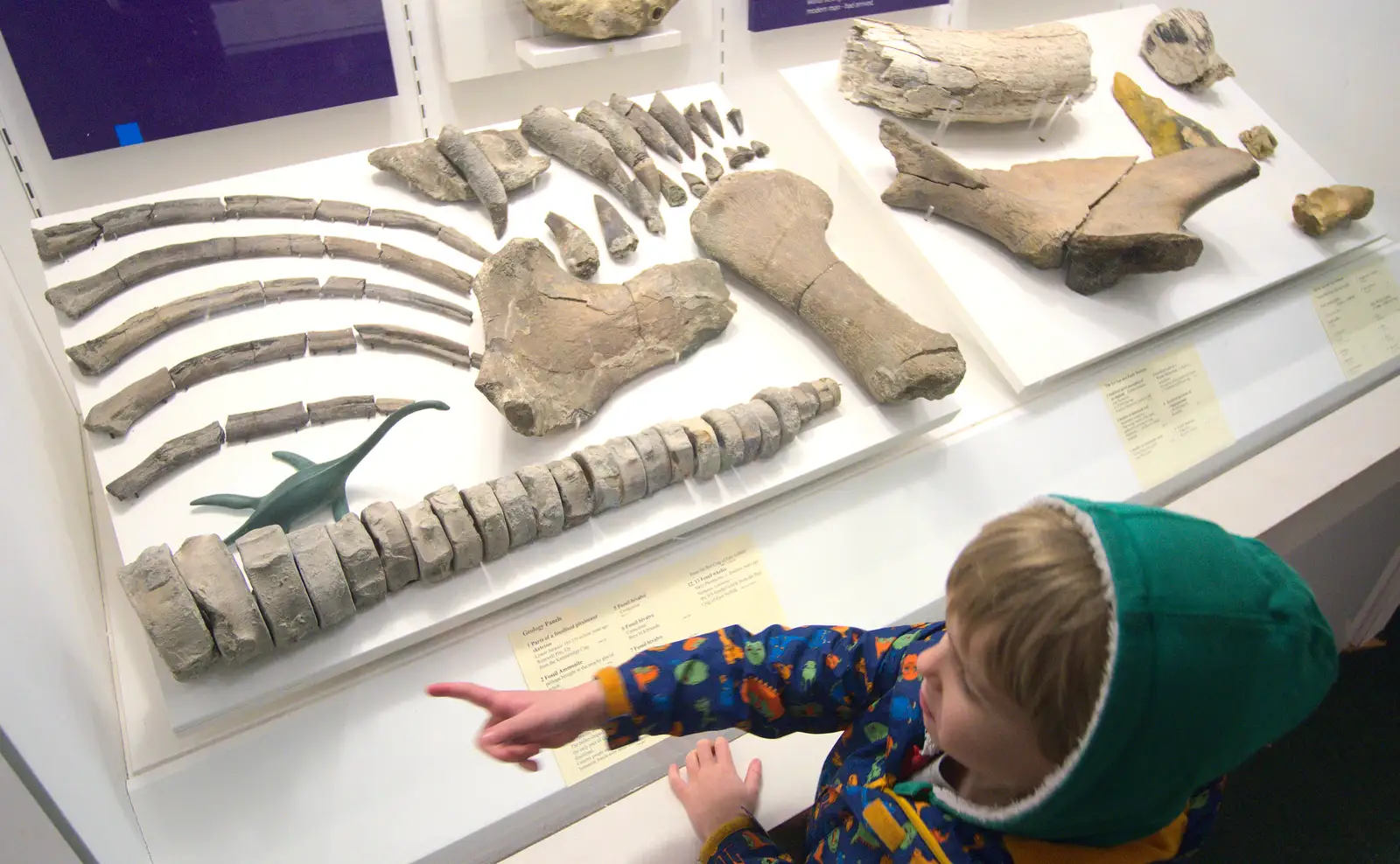 Harry points at real dinosaur bones, from An Anglo-Saxon Village, West Stow, Suffolk - 19th February 2017