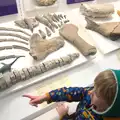 Harry points at real dinosaur bones, An Anglo-Saxon Village, West Stow, Suffolk - 19th February 2017