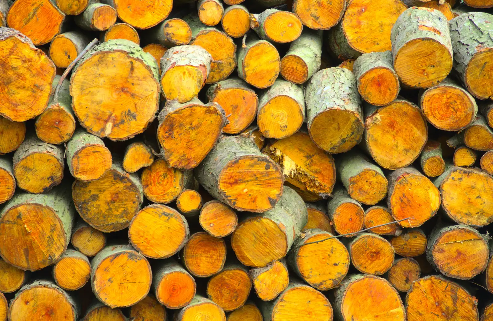 Bright orange logs, from An Anglo-Saxon Village, West Stow, Suffolk - 19th February 2017