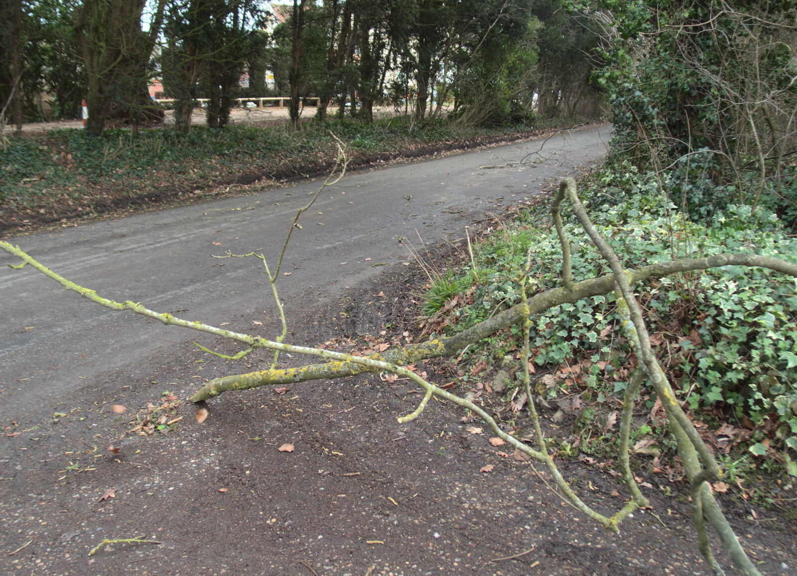 There's a little bit of damage from Storm Doris from Paul's Birthday and other March Miscellany - 6th March 2017
