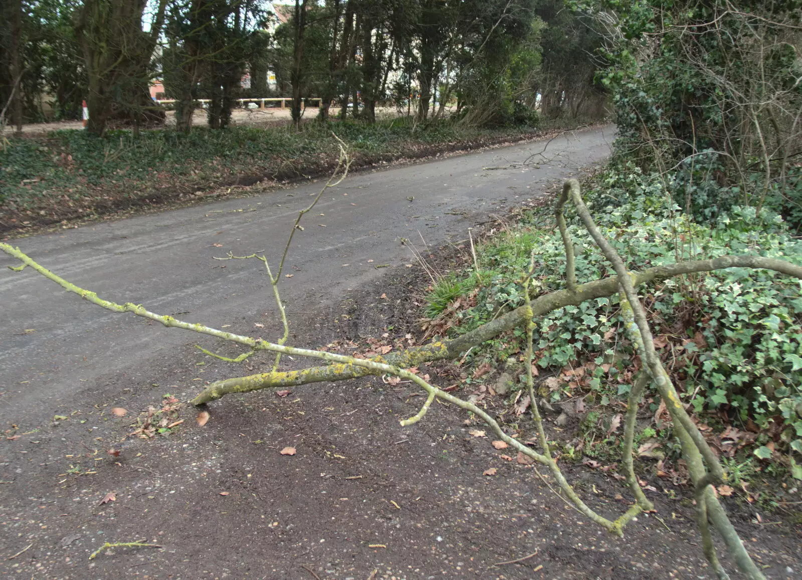 There's a little bit of damage from Storm Doris, from Paul's Birthday and other March Miscellany - 6th March 2017