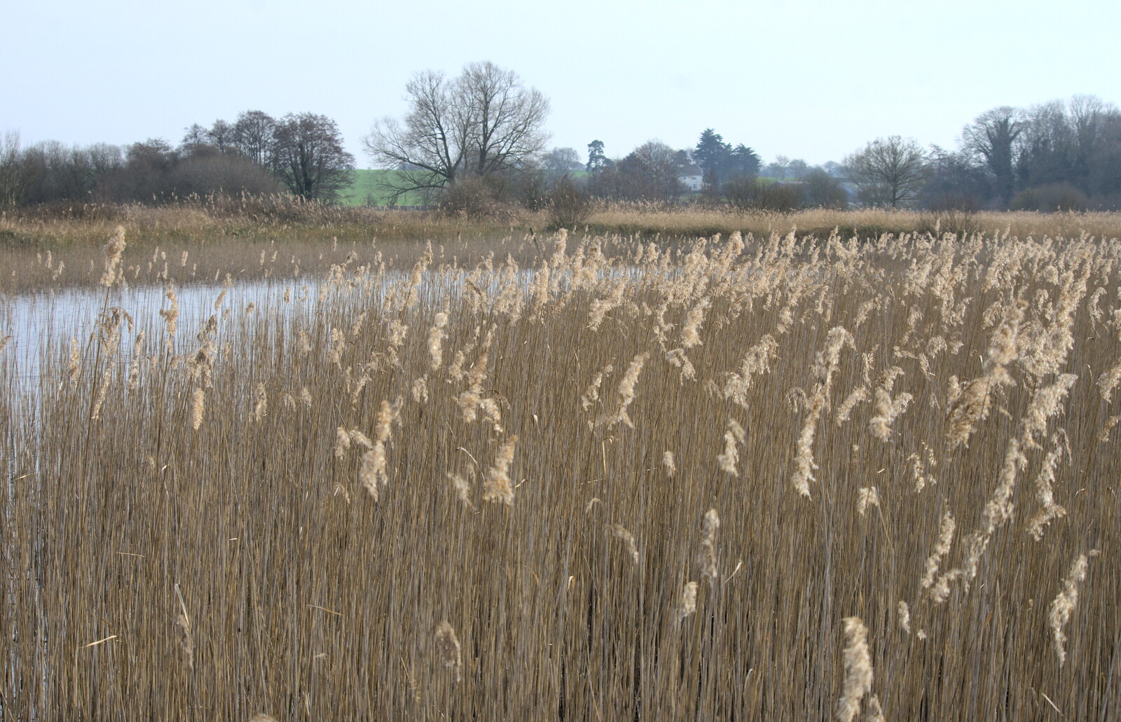 Reeds on the fen from Redgrave and Lopham Fen, Suffolk Border - 11th March 2017