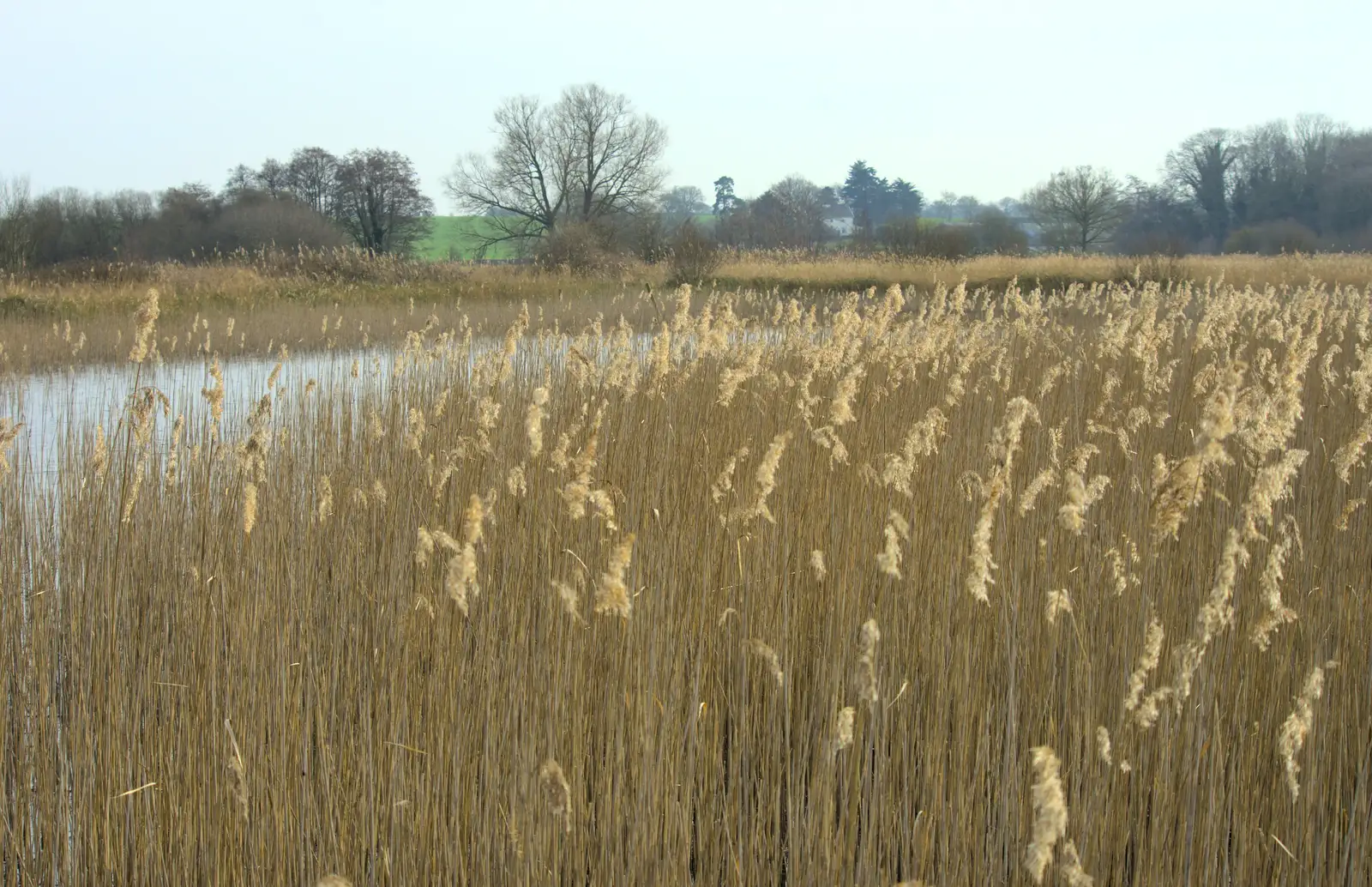 Reeds on the fen, from Redgrave and Lopham Fen, Suffolk Border - 11th March 2017