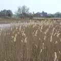 Reeds on the fen, Redgrave and Lopham Fen, Suffolk Border - 11th March 2017