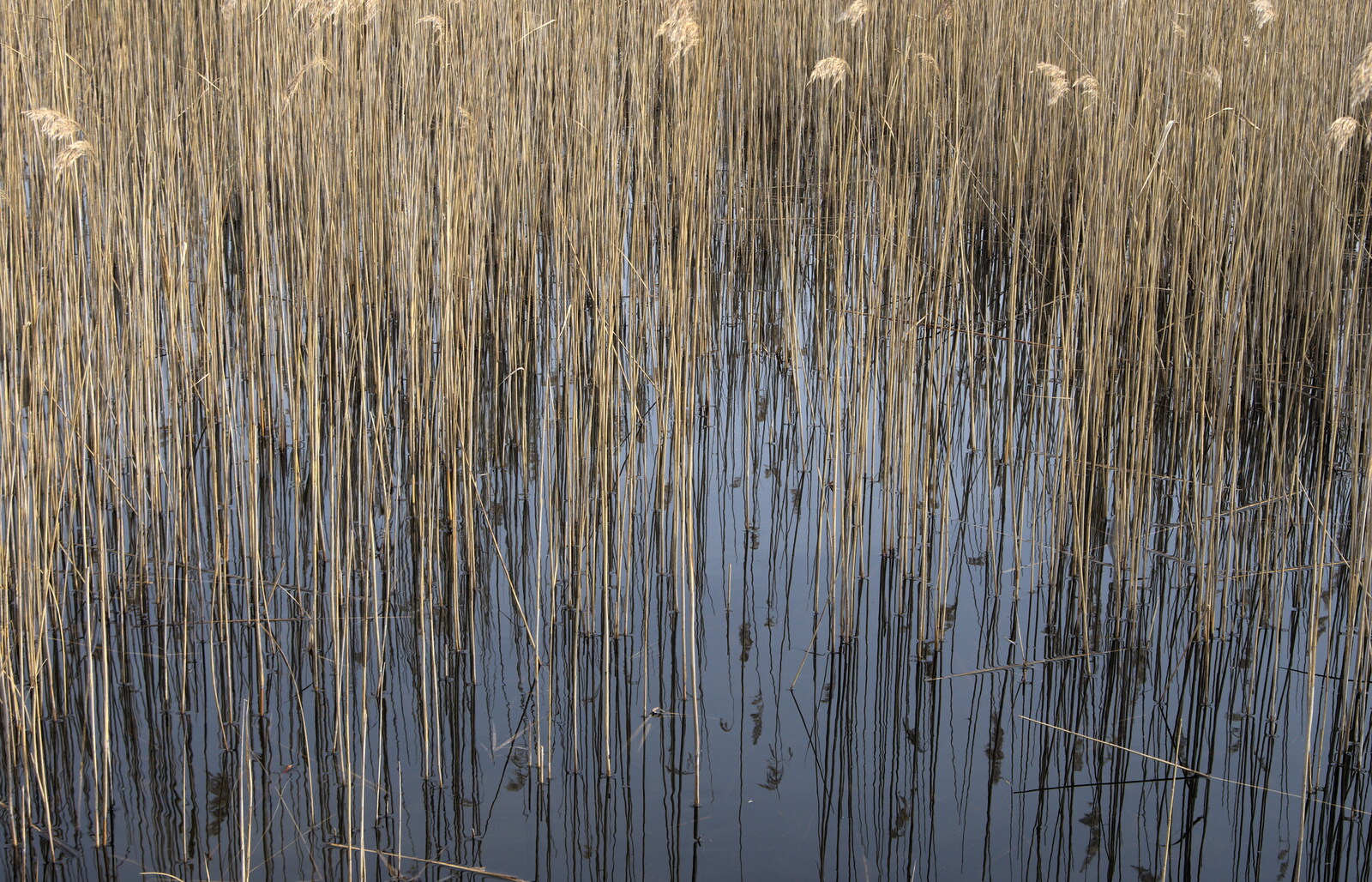 Reeds in dark water from Redgrave and Lopham Fen, Suffolk Border - 11th March 2017