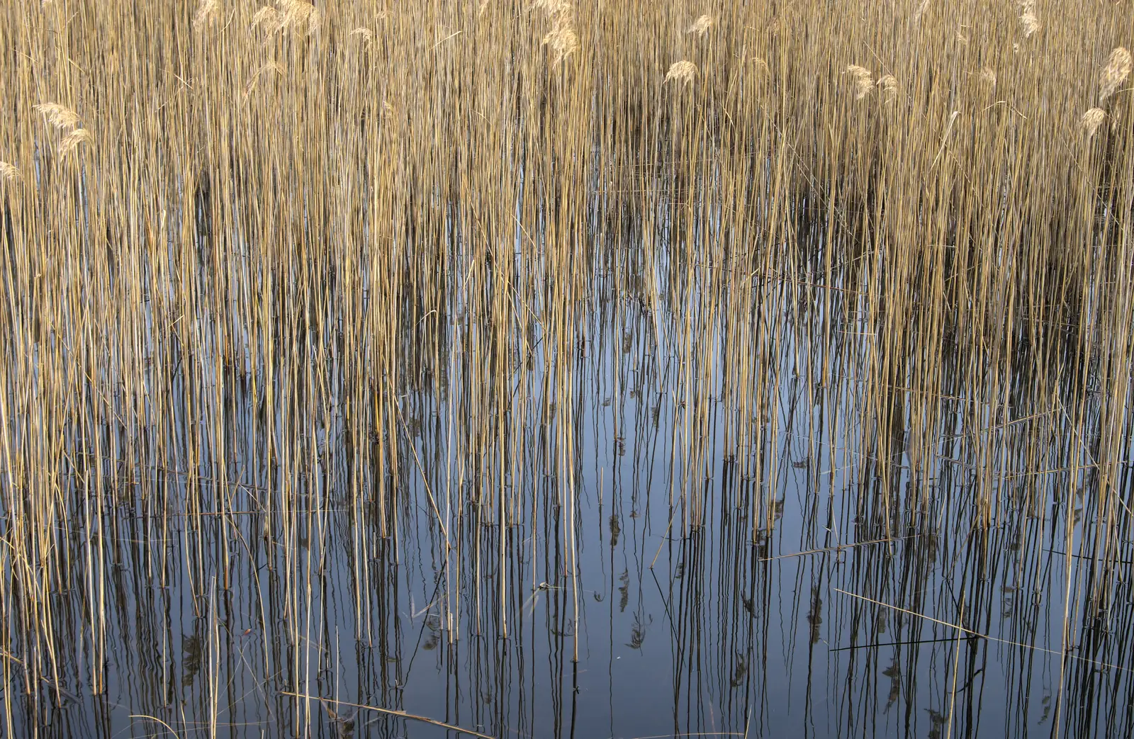 Reeds in dark water, from Redgrave and Lopham Fen, Suffolk Border - 11th March 2017