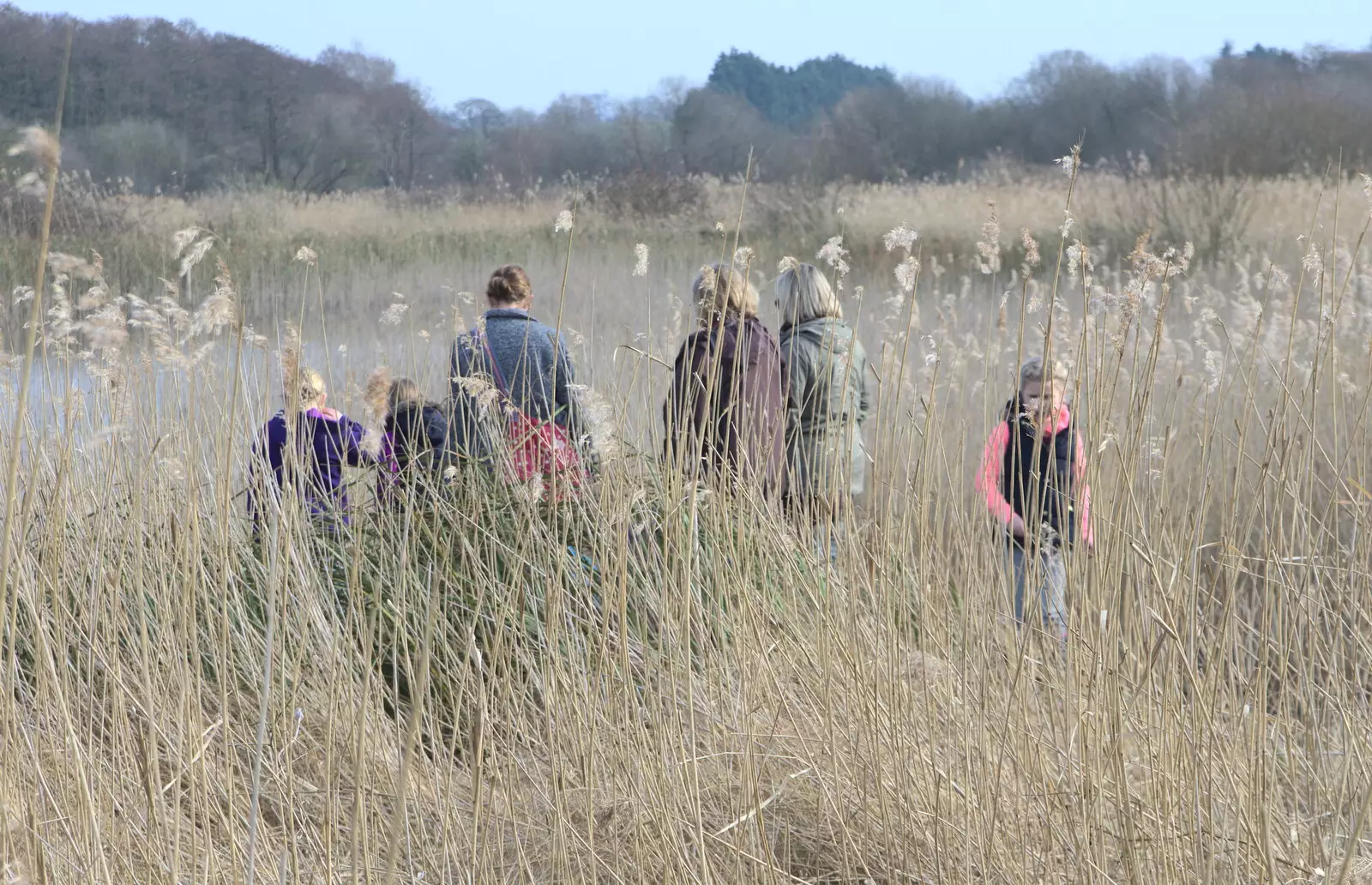 Isobel and the gang are lost in the reeds, from Redgrave and Lopham Fen, Suffolk Border - 11th March 2017