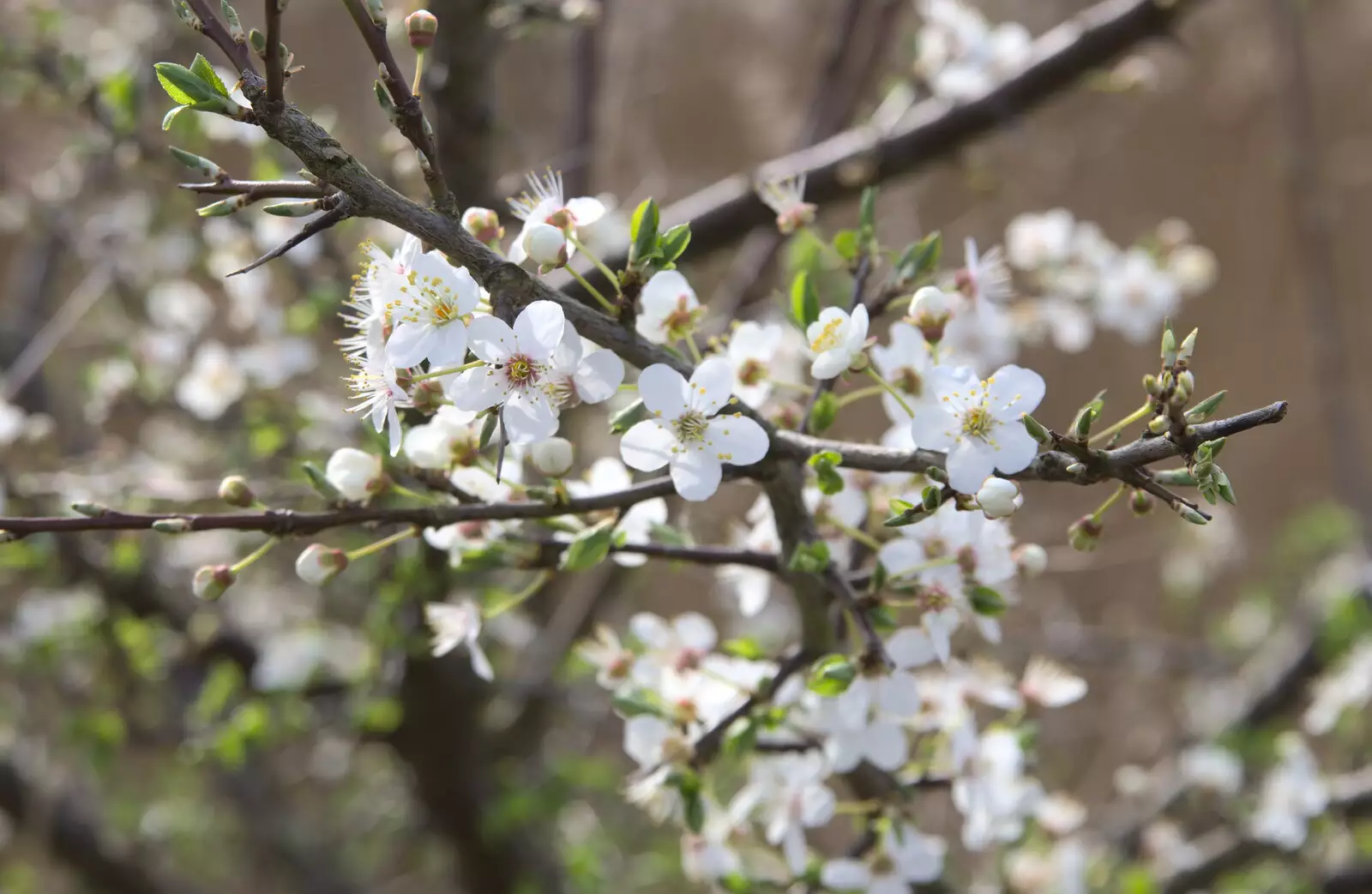 Early blossom, from Redgrave and Lopham Fen, Suffolk Border - 11th March 2017