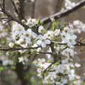 Early blossom, Redgrave and Lopham Fen, Suffolk Border - 11th March 2017