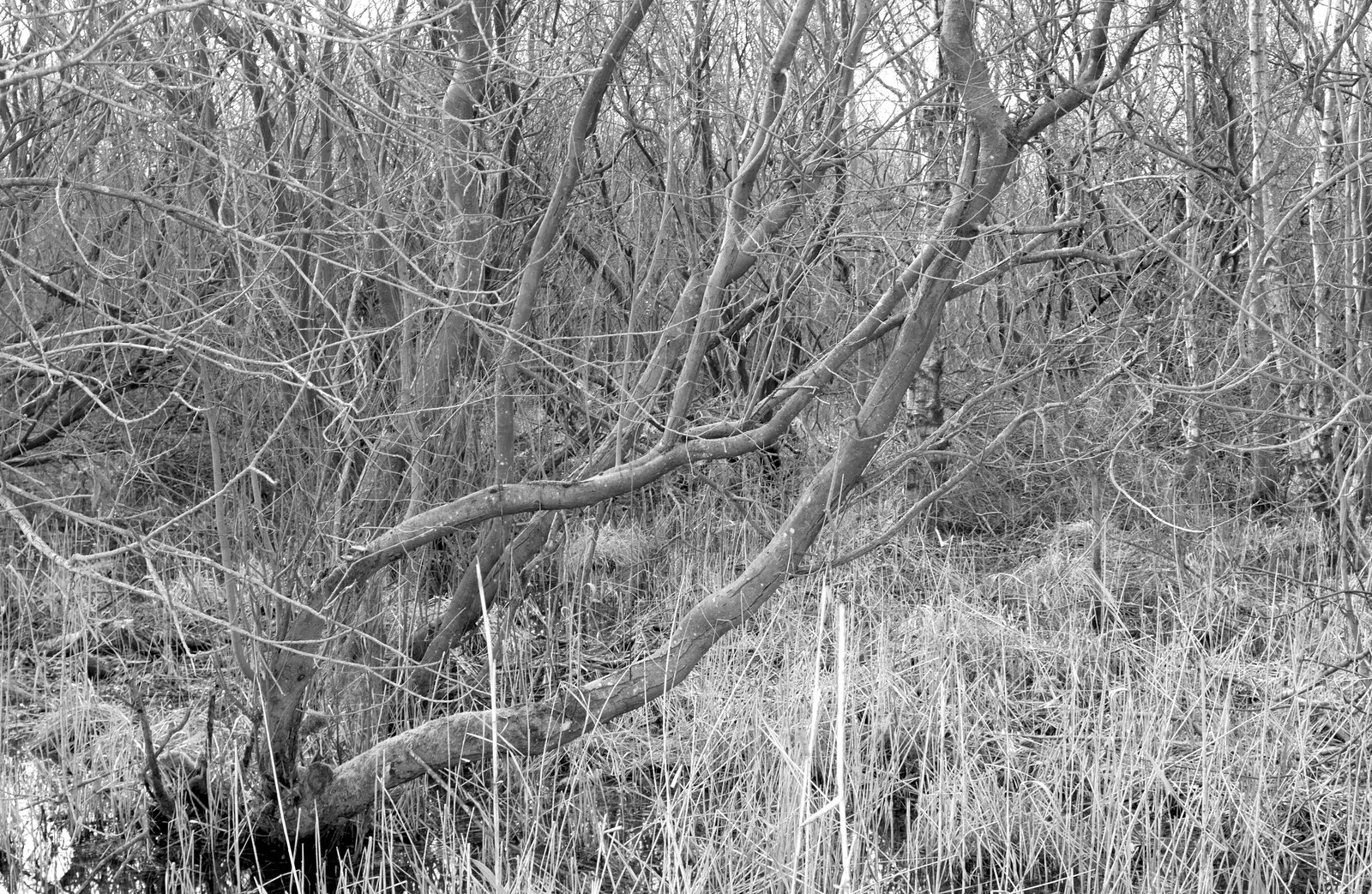 A tangle of trees like a Mangrove swamp from Redgrave and Lopham Fen, Suffolk Border - 11th March 2017