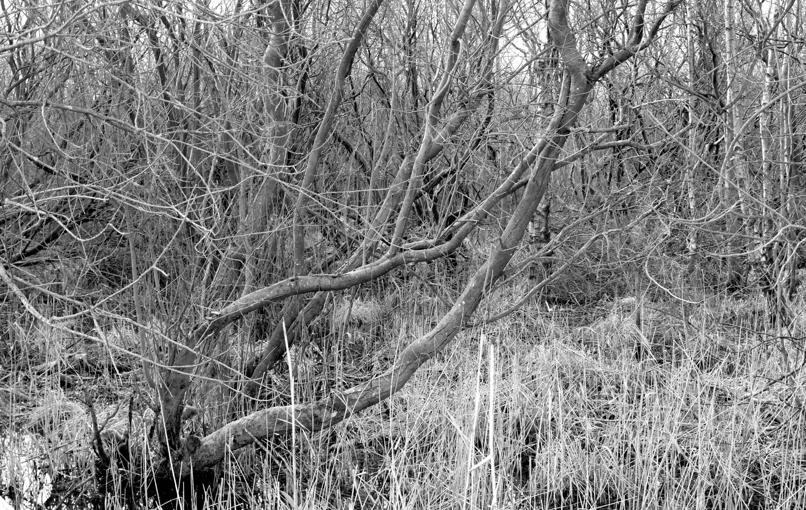 A tangle of trees like a Mangrove swamp, from Redgrave and Lopham Fen, Suffolk Border - 11th March 2017