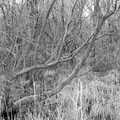 A tangle of trees like a Mangrove swamp, Redgrave and Lopham Fen, Suffolk Border - 11th March 2017