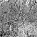 A tangle of trees like a Mangrove swamp, Redgrave and Lopham Fen, Suffolk Border - 11th March 2017