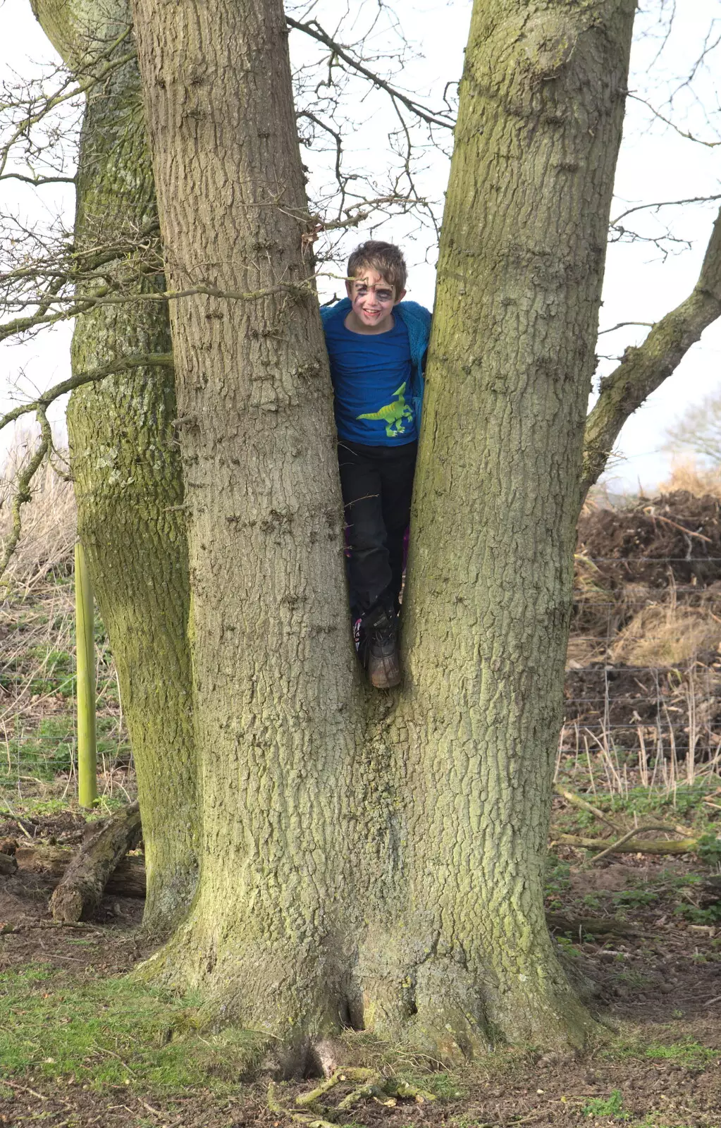 Fred's up a tree, from Redgrave and Lopham Fen, Suffolk Border - 11th March 2017