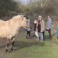 We stare at a pony for a bit, Redgrave and Lopham Fen, Suffolk Border - 11th March 2017