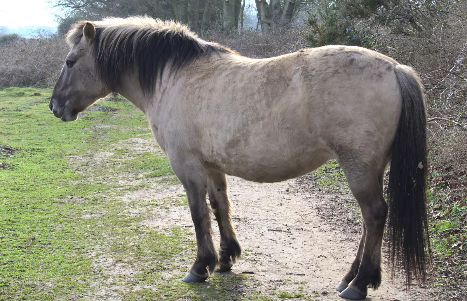 A pony blocks the path, from Redgrave and Lopham Fen, Suffolk Border - 11th March 2017