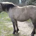 A pony blocks the path, Redgrave and Lopham Fen, Suffolk Border - 11th March 2017