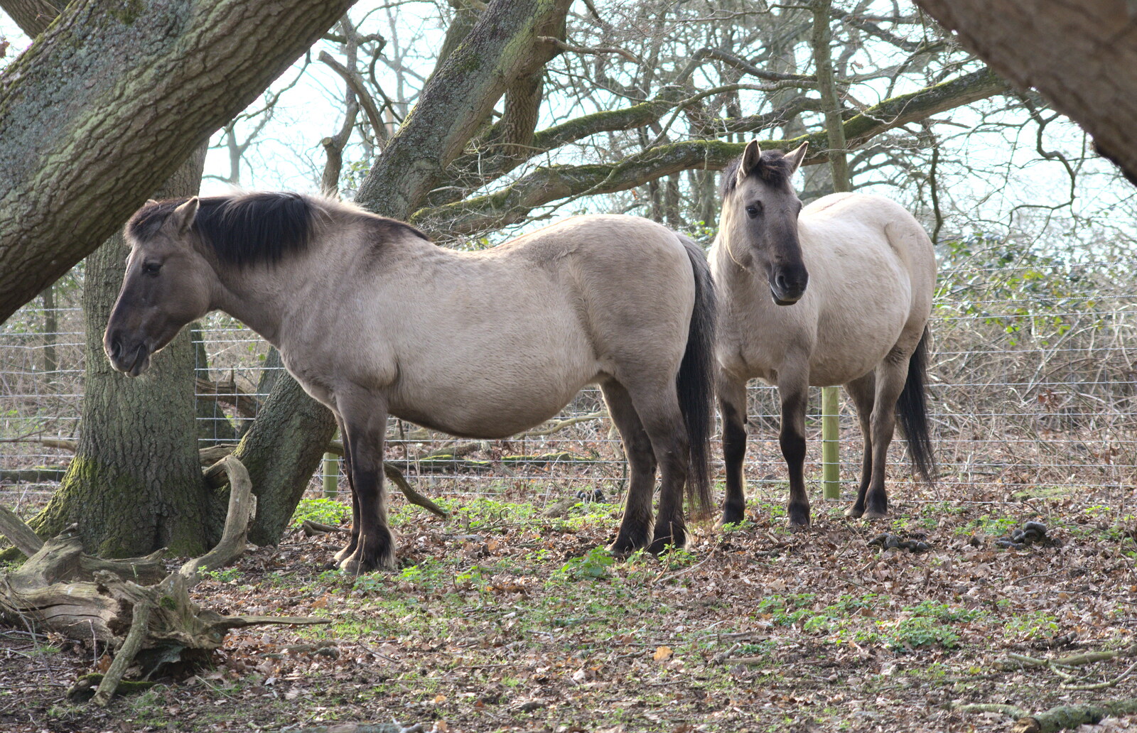 More ponies in the trees from Redgrave and Lopham Fen, Suffolk Border - 11th March 2017