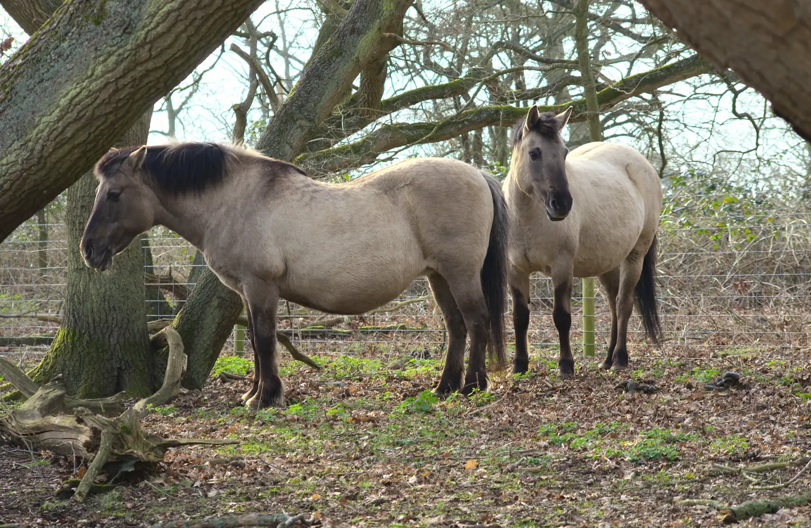 More ponies in the trees, from Redgrave and Lopham Fen, Suffolk Border - 11th March 2017