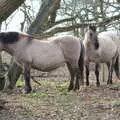 More ponies in the trees, Redgrave and Lopham Fen, Suffolk Border - 11th March 2017