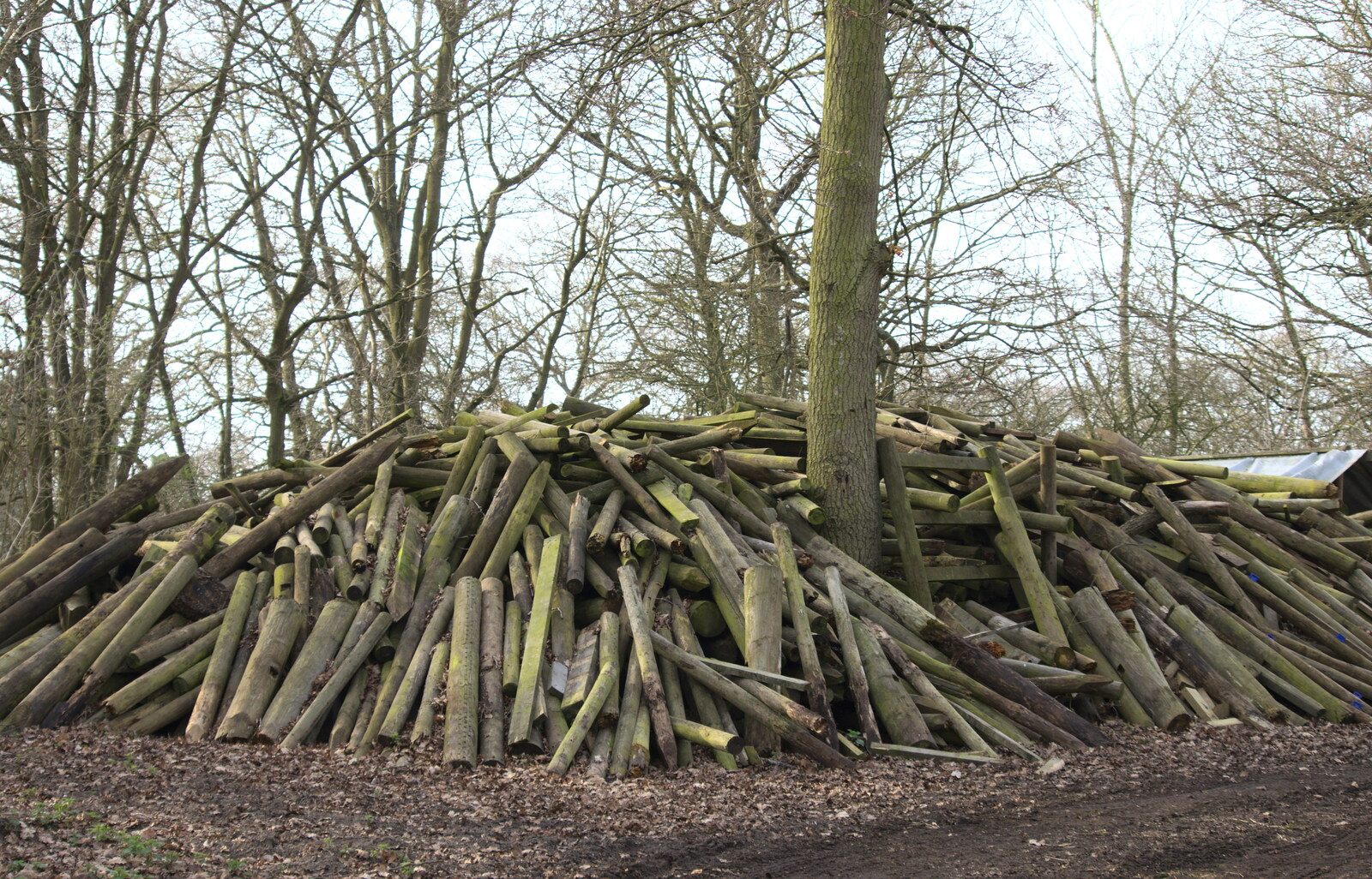A stack of logs from Redgrave and Lopham Fen, Suffolk Border - 11th March 2017
