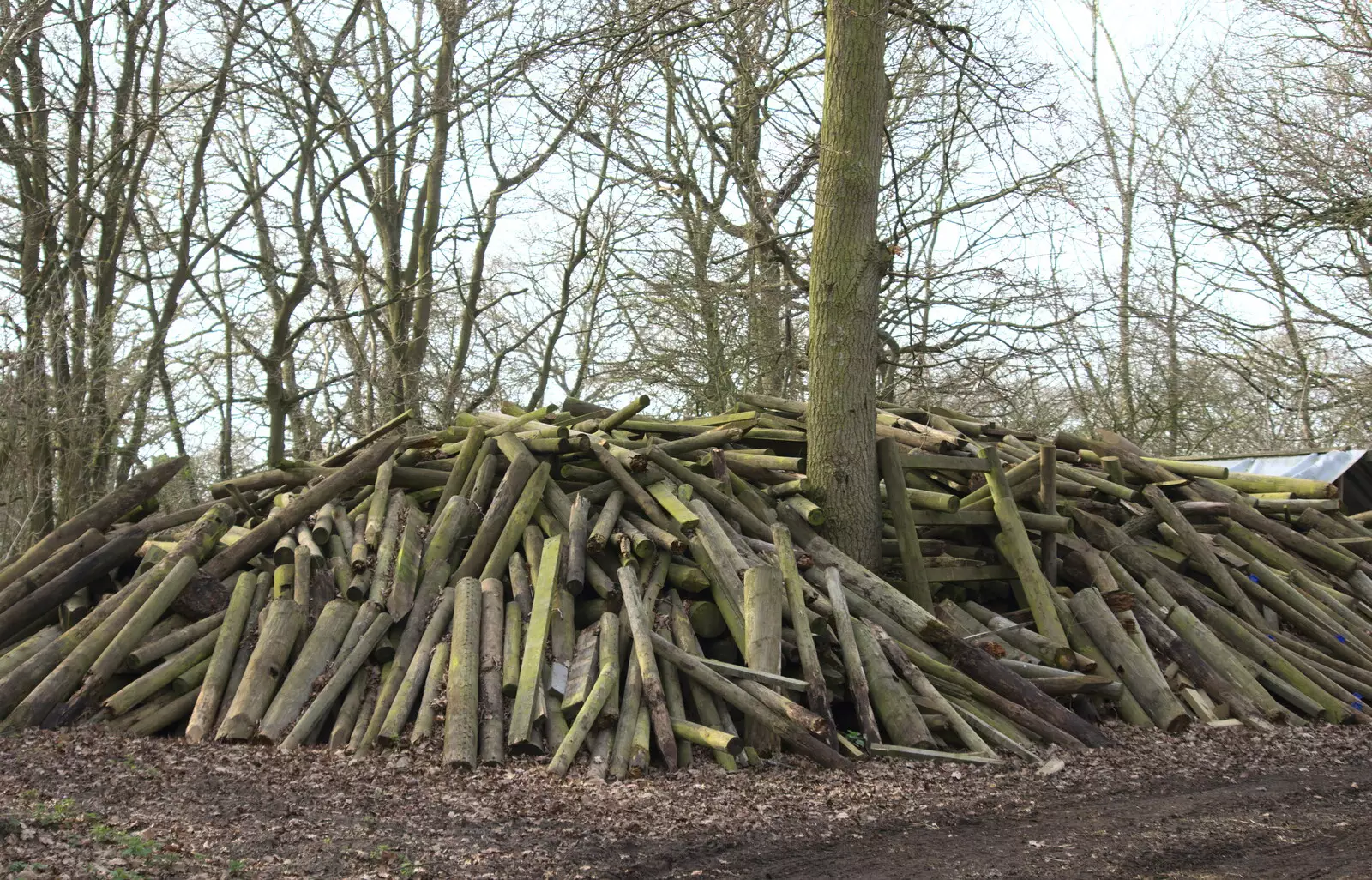 A stack of logs, from Redgrave and Lopham Fen, Suffolk Border - 11th March 2017