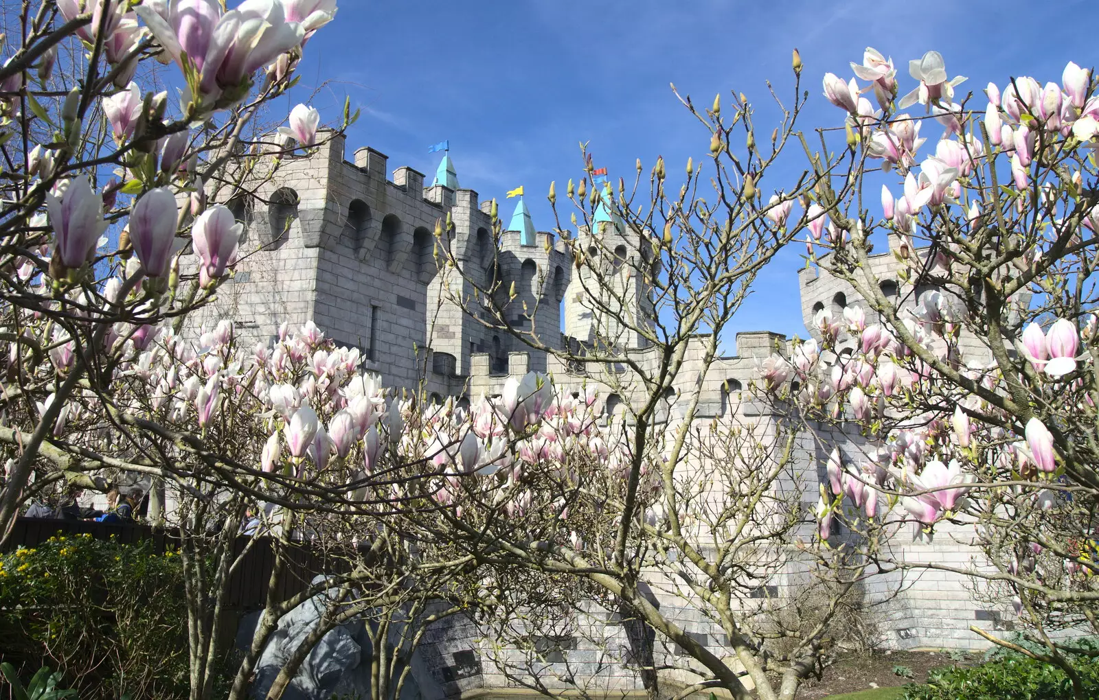 Magnolia trees and the Knight's Kingdom castle, from A Trip to Legoland, Windsor, Berkshire - 25th March 2017