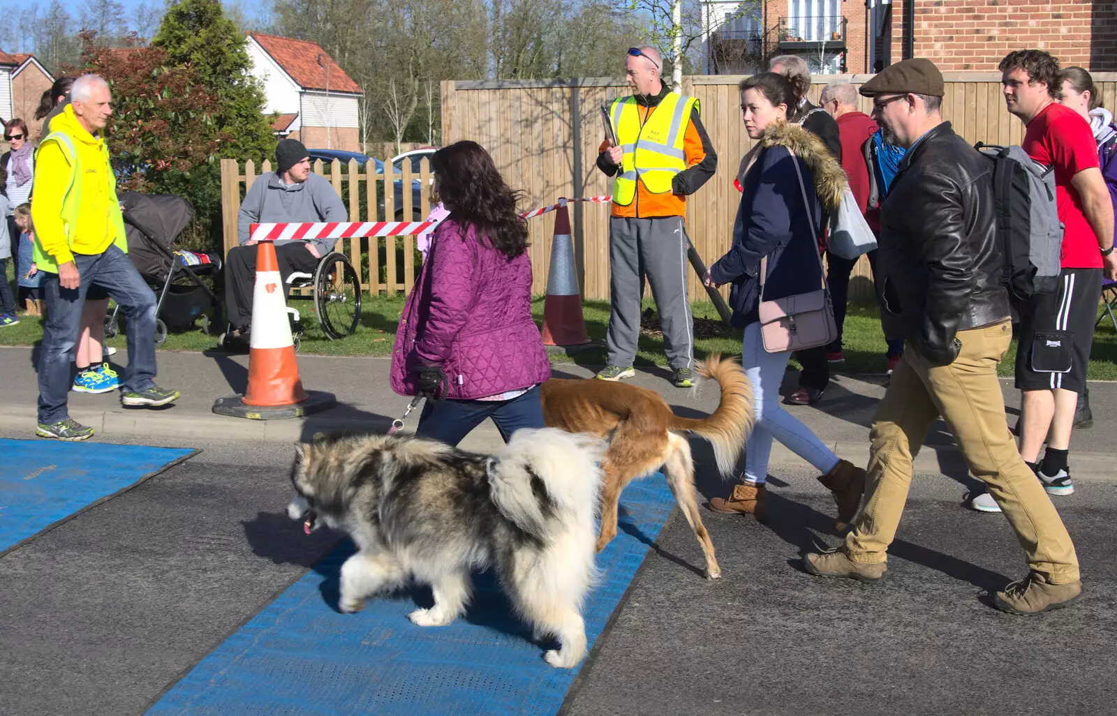 A couple of dogs cross the start line, from The Black Dog Festival of Running, Bungay, Suffolk - 2nd April 2017