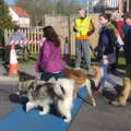 A couple of dogs cross the start line, The Black Dog Festival of Running, Bungay, Suffolk - 2nd April 2017