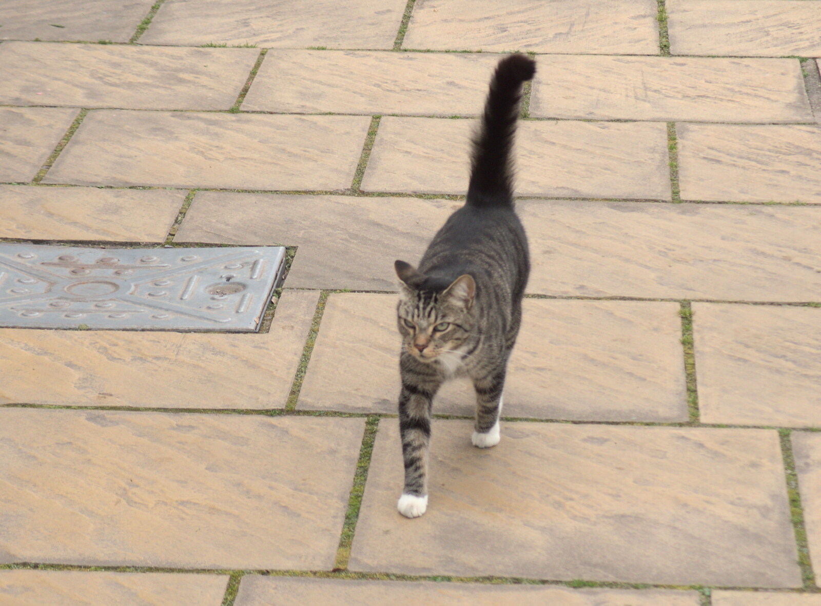 A stripey cat follows us for a bit from Grandma J's and a Day on the Beach, Spreyton and Exmouth, Devon - 13th April 2017