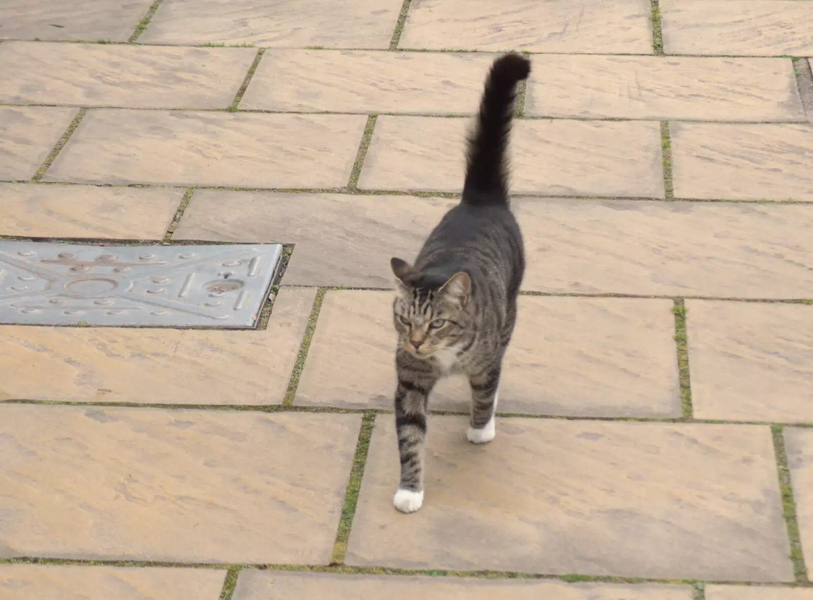 A stripey cat follows us for a bit, from Grandma J's and a Day on the Beach, Spreyton and Exmouth, Devon - 13th April 2017