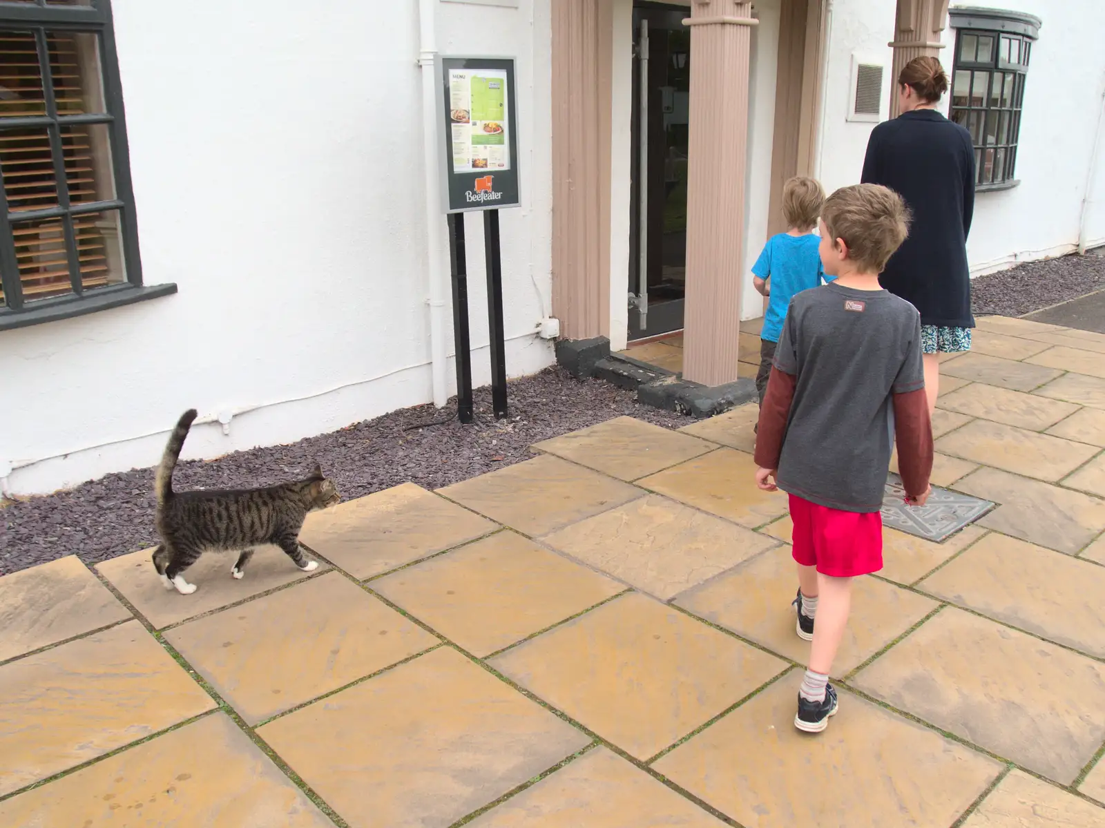 The stripey cat wants to join in, from Grandma J's and a Day on the Beach, Spreyton and Exmouth, Devon - 13th April 2017