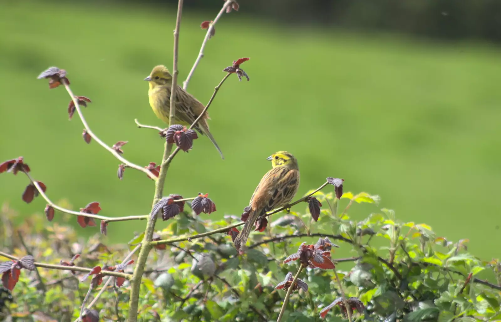 Mother has yellowhammers in her garden, from Grandma J's and a Day on the Beach, Spreyton and Exmouth, Devon - 13th April 2017