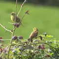 Mother has yellowhammers in her garden, Grandma J's and a Day on the Beach, Spreyton and Exmouth, Devon - 13th April 2017