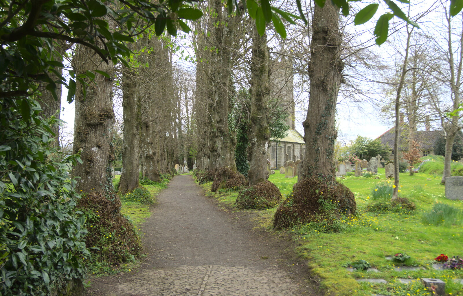 The tree-lined path to the church from Grandma J's and a Day on the Beach, Spreyton and Exmouth, Devon - 13th April 2017