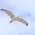 The sandwich-stealing seagull flies around, Grandma J's and a Day on the Beach, Spreyton and Exmouth, Devon - 13th April 2017