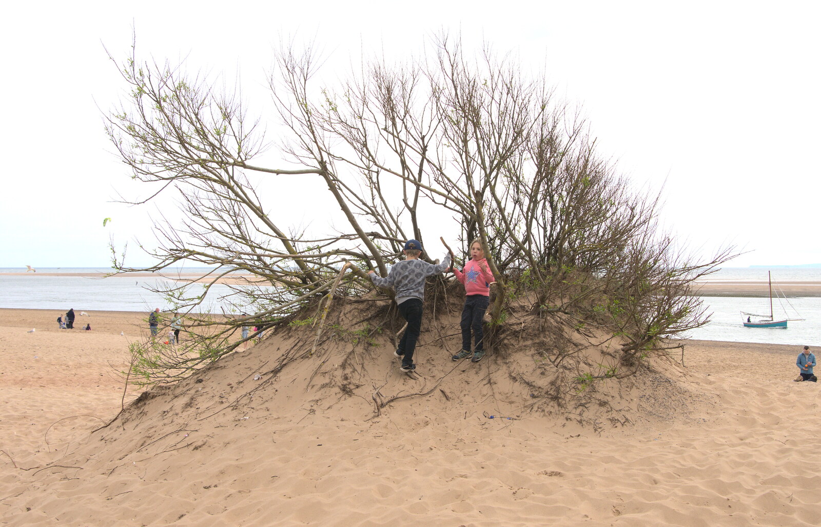 Fred finds a tree in the dunes from Grandma J's and a Day on the Beach, Spreyton and Exmouth, Devon - 13th April 2017